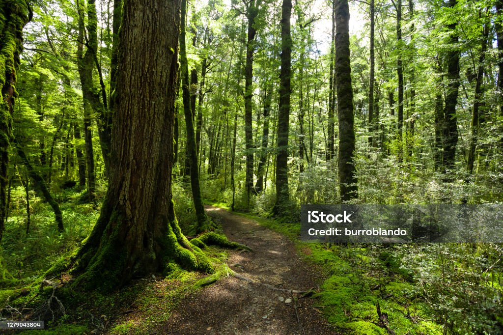 The beautiful and lush forest of the Great Walk Kepler trail Lush scene from the Kepler Track out of Rainbow Reach near Te Anau in New Zealand's South Island. Forest Stock Photo