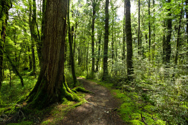 The beautiful and lush forest of the Great Walk Kepler trail stock photo