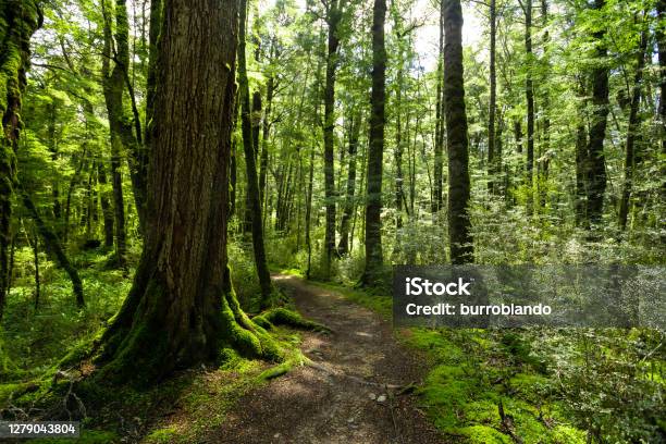 The Beautiful And Lush Forest Of The Great Walk Kepler Trail Stock Photo - Download Image Now