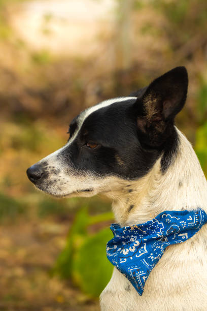 istock Serious dog portrait in profile in the backyard 1279043838