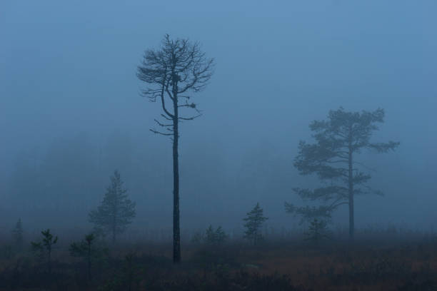 Dry dead tree in Scandinavian swamp in foggy dark rainy evening