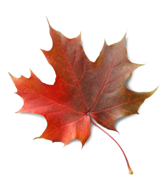 istock Autumn maple leaf isolated on white background with shadows, clipping path  for isolation without shadows on white 1279045613