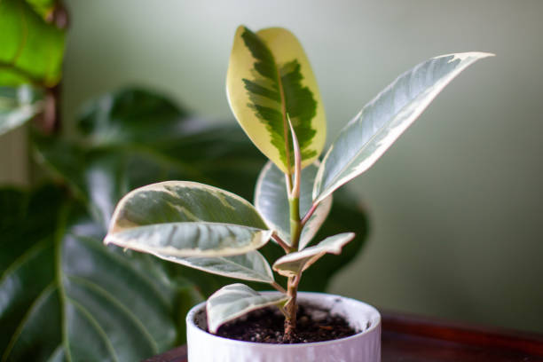 Varigated Rubber Tree (Ficus Elastica Variegata) sits in a white pot on a desk decorating a home office stock photo