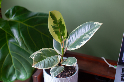 A small Varigated Rubber Tree (Ficus Elastica Variegata) sits in a white pot on a desk decorating a home office, with a laptop and Fiddle Leaf Fig in the background.