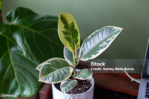 A Small Varigated Rubber Tree Sits In A White Pot On A Desk Decorating A Home Office Stock Photo - Download Image Now