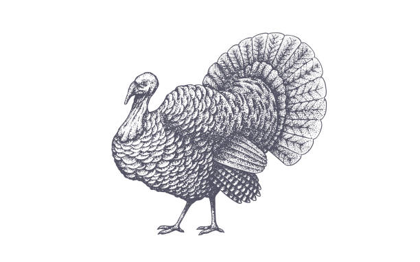 illustrations, cliparts, dessins animés et icônes de turquie. imprimé rétro vintage - dindon