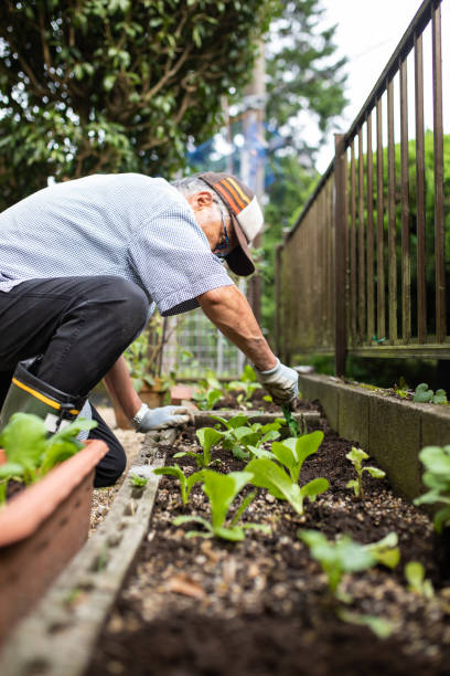 istock A senior planting vegetable seedlings 1279047762
