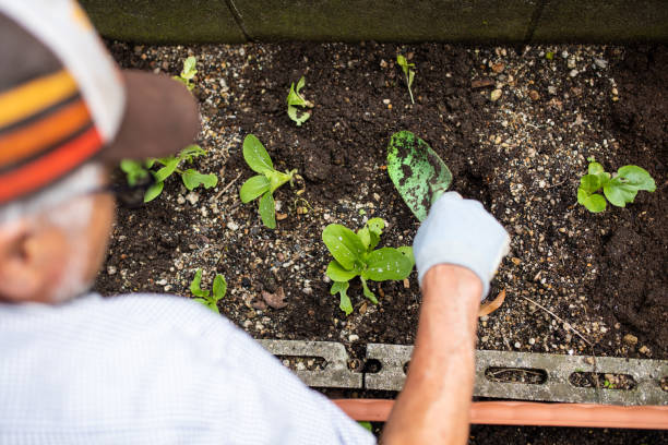 istock A senior planting vegetable seedlings 1279047763