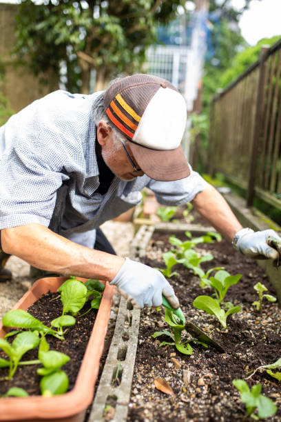 istock A senior planting vegetable seedlings 1279047770