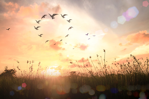 Silhouette birds flying in shape of heart on meadow autumn sunrise landscape background