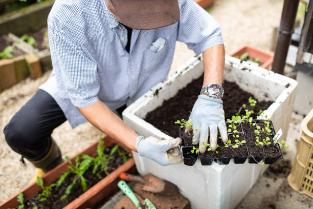 istock A senior planting vegetable seedlings 1279047778