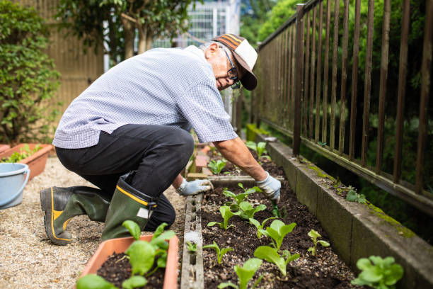 istock A senior planting vegetable seedlings 1279047779