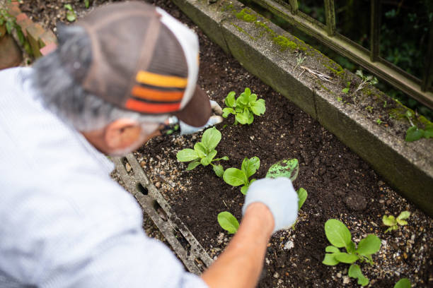istock A senior planting vegetable seedlings 1279047782