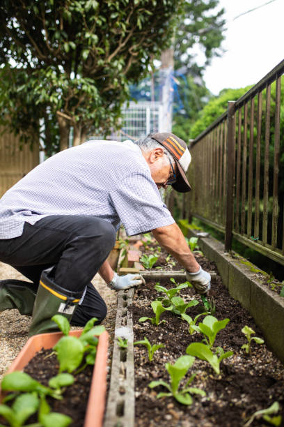 istock A senior planting vegetable seedlings 1279047783