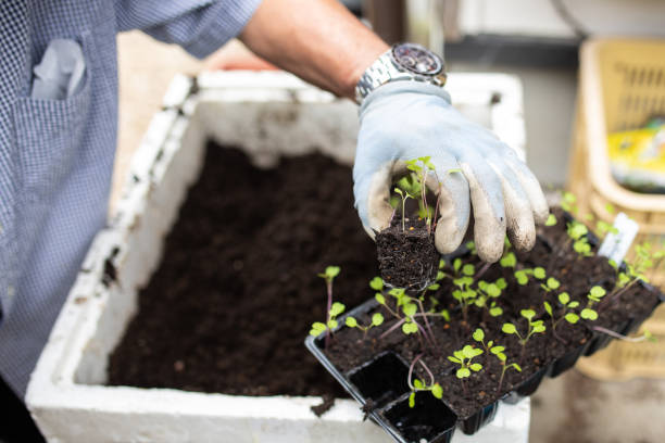 istock A senior planting vegetable seedlings 1279047785
