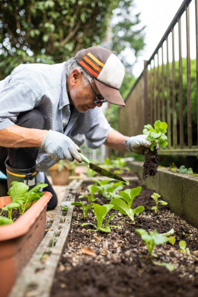 istock A senior planting vegetable seedlings 1279047789