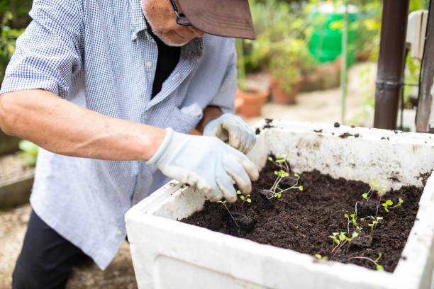 istock A senior planting vegetable seedlings 1279047791