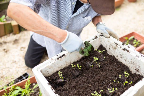 istock A senior planting vegetable seedlings 1279047793