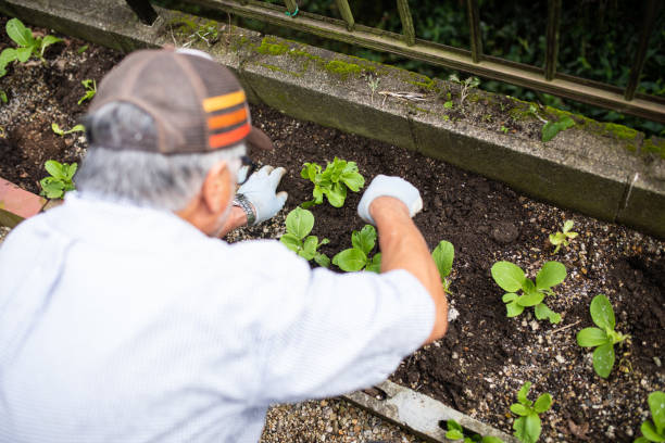 A senior planting vegetable seedlings