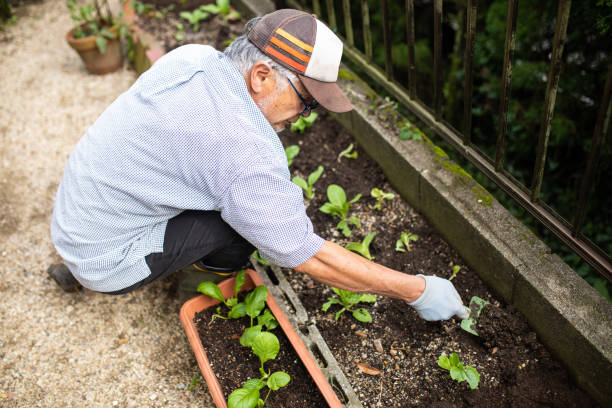 istock A senior planting vegetable seedlings 1279047797