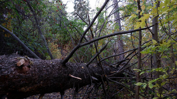istock Blackmud Creek Walking Trail Fall Photos 1279048840