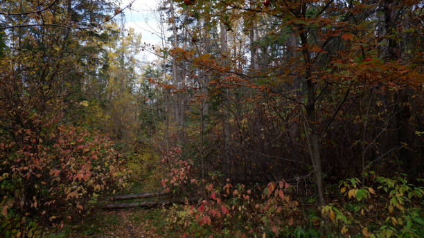 istock Blackmud Creek Walking Trail Fall Photos 1279048847