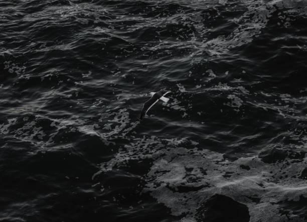 istock Bird flies over the ocean 1279050190