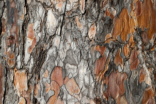 Ponderosa Pine bark that looks like puzzle pieces, brown and gray in Maine, ME, United States