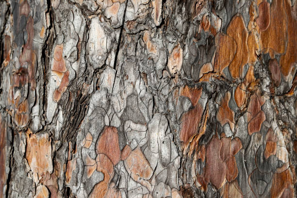Photo of Ponderosa Pine bark that looks like puzzle pieces, brown and gray