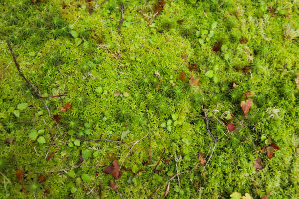 istock Star Moss, Tortula ruralis texture with leaves and branches 1279051119