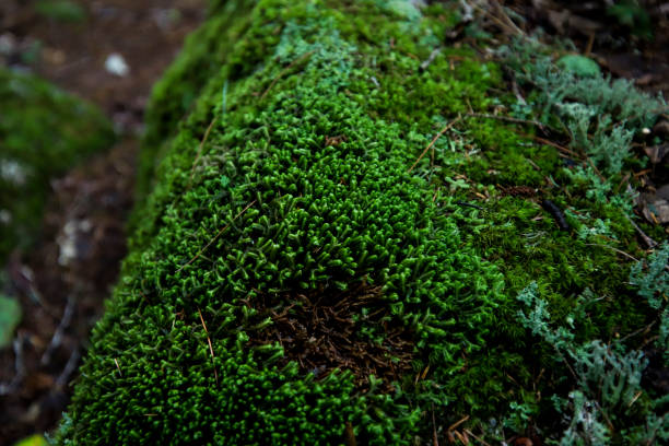 istock Entodon Seductrix moss, reindeer lichen, star moss 1279051121