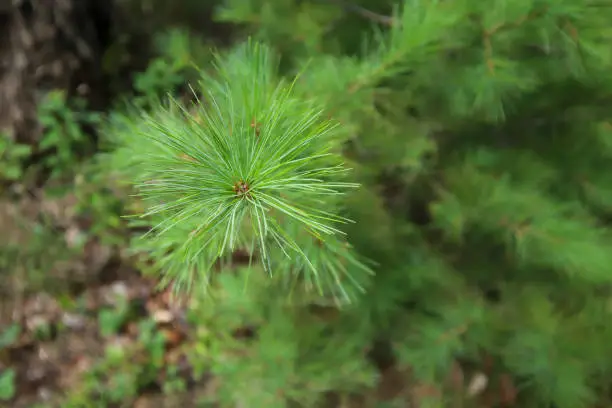 Photo of pine needles in the forest