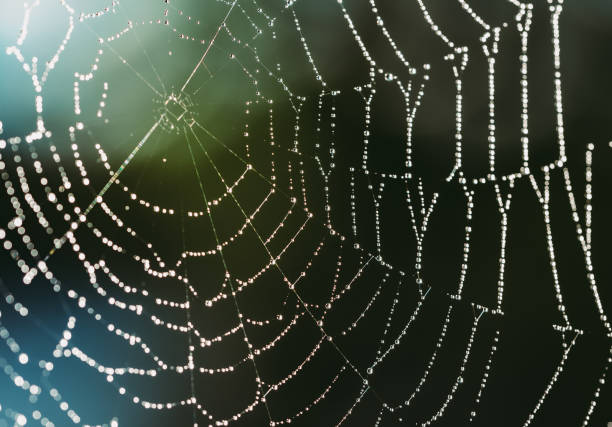 istock Close up macro image of a spiderweb covered in water droplets. 1279051133