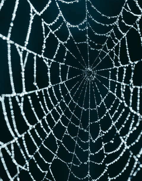 istock Close up macro image of a spiderweb covered in water droplets. 1279051138