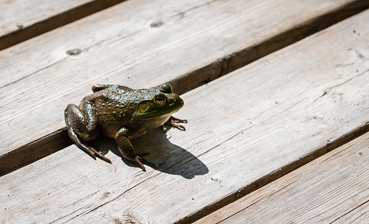 Close up of a frog sitting on a wooden dock in the sunshine. in Buck Lake, ON, Canada