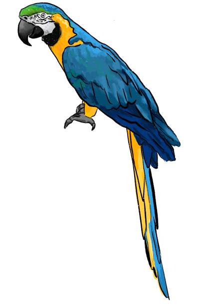 ilustrações, clipart, desenhos animados e ícones de pássaro exótico tropical de arara-papagaio sentado - vibrant color birds wild animals animals and pets