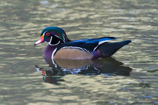 istock A Wood Duck Profile floating on the water with reflection 1279051485