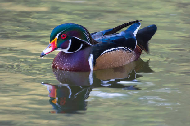 istock A Wood Duck facing the camera floating on the water with reflection 1279051487