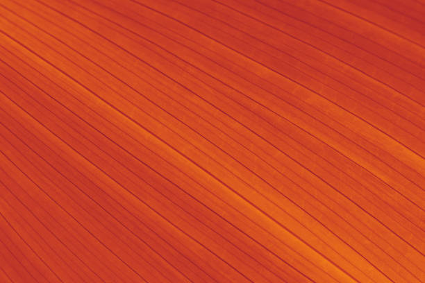 Autumn Leaf Texture Fall Orange Red Gold Marigold Auburn Color Background Sunlight Striped Ombre Pattern Rust Trendy Colors Macro Photography Soft Focus Design Template for presentation, flyer, card, poster, brochure, banner