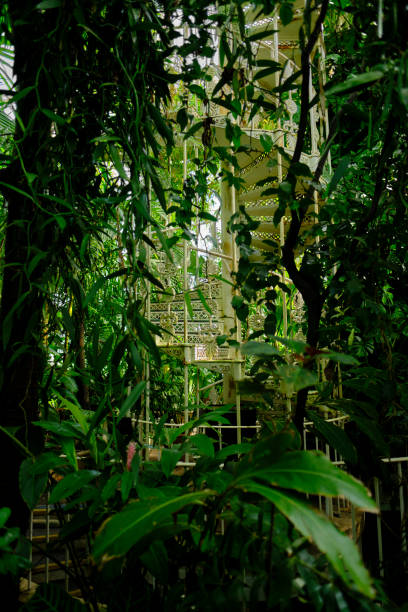 Greenhouse with tropical plants. Banana tree, monstera, palms. Sunlight. High quality photo