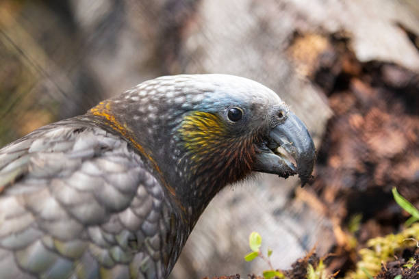 istock New Zealand Grey Parrot 1279052222