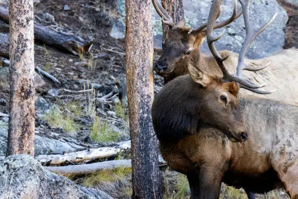 Photo of Elk Rut in Rocky Mountain National Park
