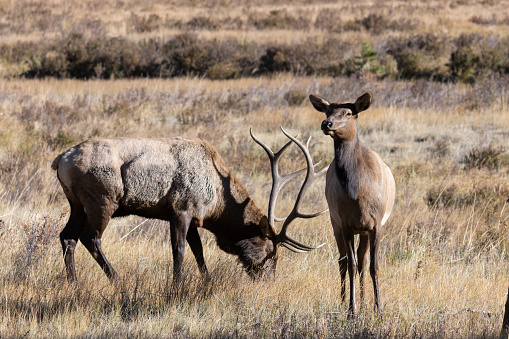 Elk herds during rut season in Rocky Mountain National Park