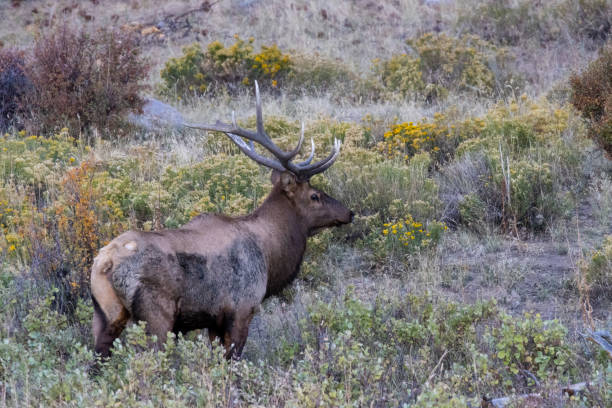 istock Elk Rut in Rocky Mountain National Park 1279056893