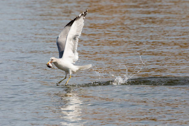 istock Wild Gull Catching Fish - Grand Teton National Park 1279056948
