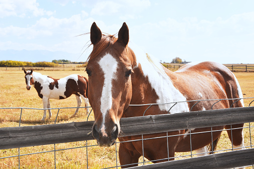Two brown and white spotted horses by the fence.