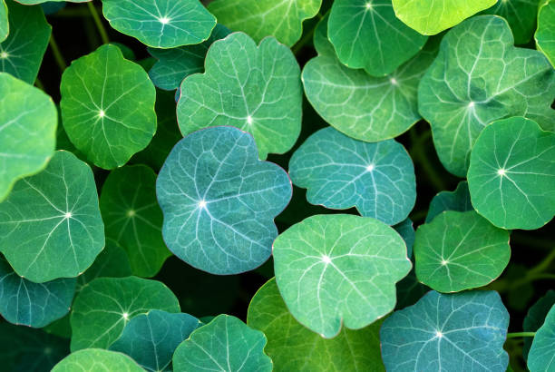 nasturtium leaves of different green tones, natural plant background nasturtium leaves of different green tones, natural plant background tropaeolum majus garden nasturtium indian cress or monks cress stock pictures, royalty-free photos & images