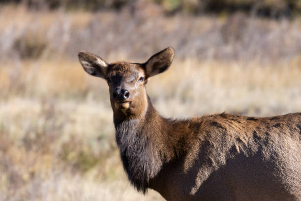 istock Elk Rut in Rocky Mountain National Park 1279058350