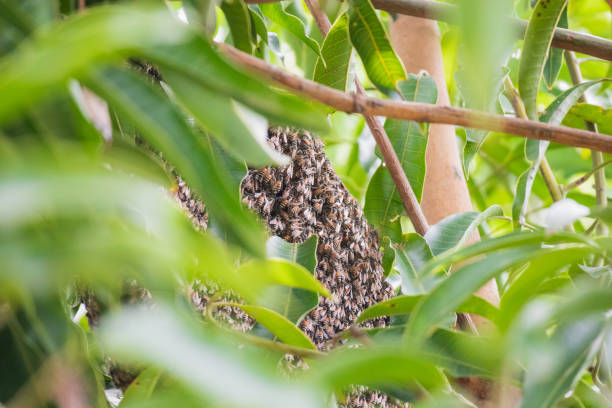 istock large wild honey bee comb on tree branch 1279059094