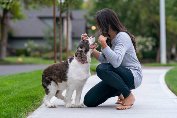 istock Eurasian Woman Playing with Pet Dog 1279059624